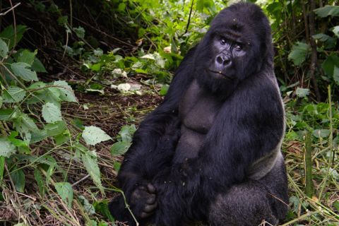 Mountain gorillas share 98% of their DNA with humans but are critically endangered, due to shrinking habitats and poaching. There are less than 900 left in the world, in only three countries: DR Congo, Rwanda, and Uganda. Around a quarter live inside Virunga.<br /><br />"To get a baby gorilla you need to kill the whole family. The habitat is very reduced and put lots of pressure on the gorillas, so we need to do all that we can to protect them," says Rodrigue Katembo, director at Upemba National Park in southeastern Democratic Republic of Congo and 2017's Goldman Environmental Prize winner. 