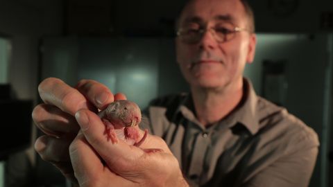 Gary Lewin, co-author of the study, with a naked mole-rat