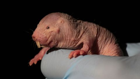 Naked mole-rats are very sociable animals and live in colonies of up to 200.
