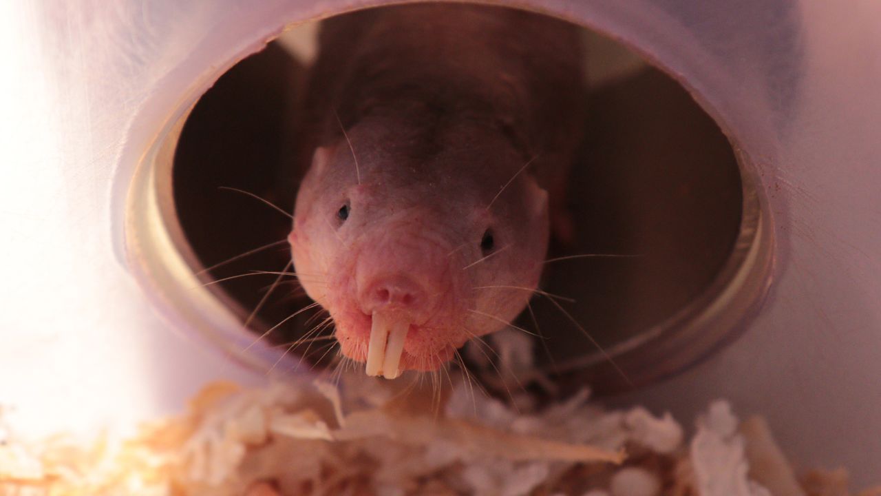 A study found that naked mole-rats can switch to a metabolic system that doesn't require oxygen.

