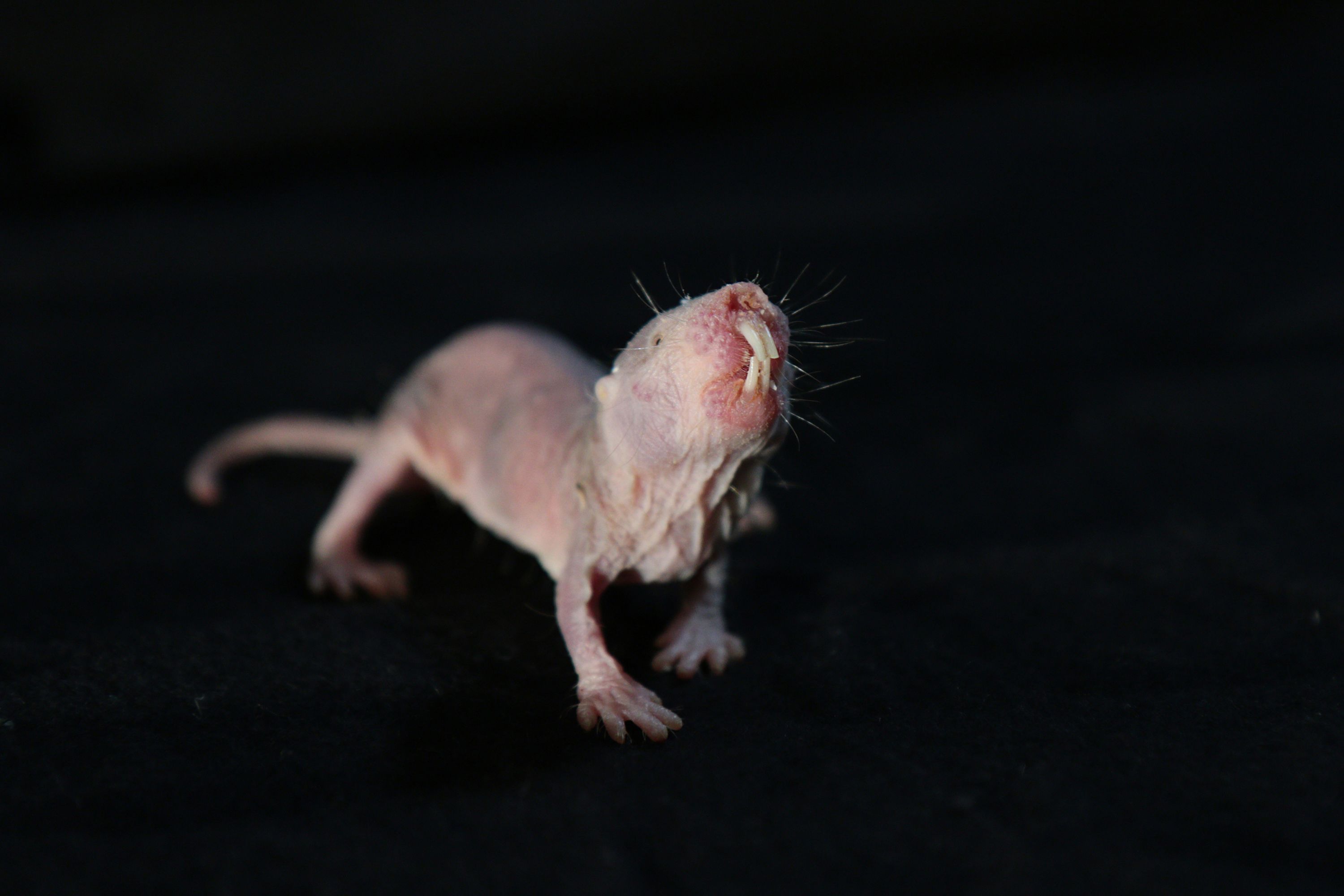 Naked mole-rats: The mammal that can survive without oxygen | CNN