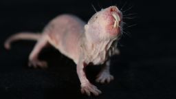 The study found that naked mole-rats can survive without oxygen by using a plant-like metabolic system.
