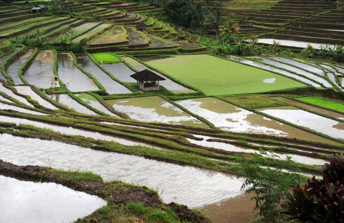 The Bali Bird Walk is a fantastic way to see the rice paddies up close and to learn more about the birds that frequent them.