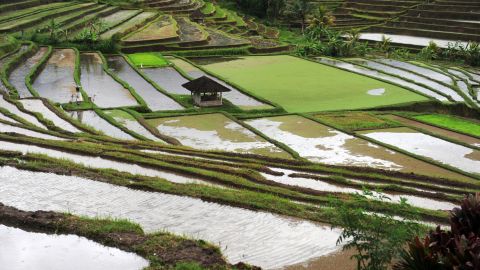 The Bali Bird Walk is a fantastic way to see the rice paddies up close and to learn more about the birds that frequent them.