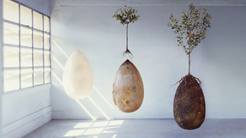 Capsula Mundi is an egg-shaped pod through which a buried corpse or ashes can provide nutrients to a tree planted above it.