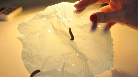 caterpillar wax worm