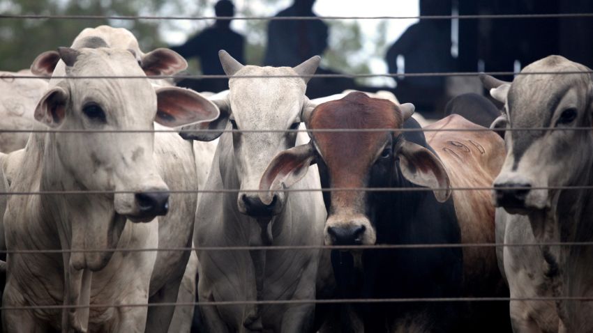 Cows on a ranch inspected by a team from the Ministry of Labor's Special Mobile Unit operation in Tocantins