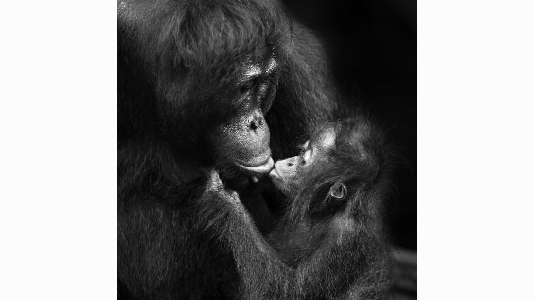 Spanish photographer Muñoz won the 2016 National Photography Prize in Spain. This series of photos is designed to reflect the similarity between family bonding expressed by humans and primates. 