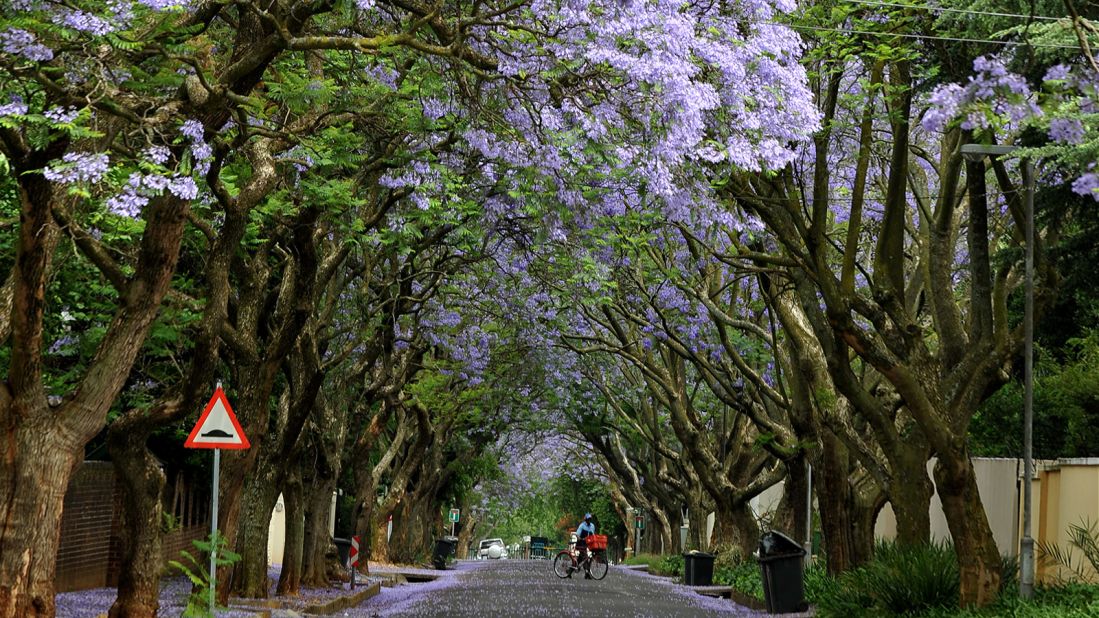 <strong>Jacaranda season in Pretoria or Johannesburg: </strong>In late October to early November every year, there are few things more beautiful than the purple blossoms spilling from the trees across the city. 