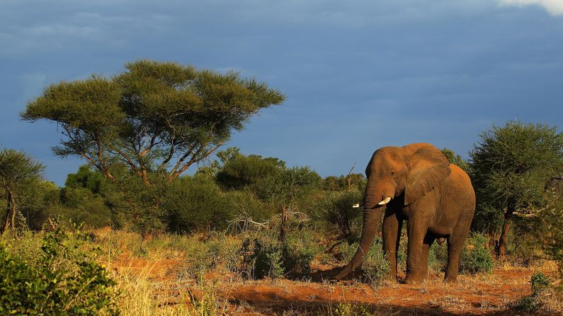 An elephant walks at the Pafuri game reserve in Kruger National Park, one of the largest game reserves in South Africa.