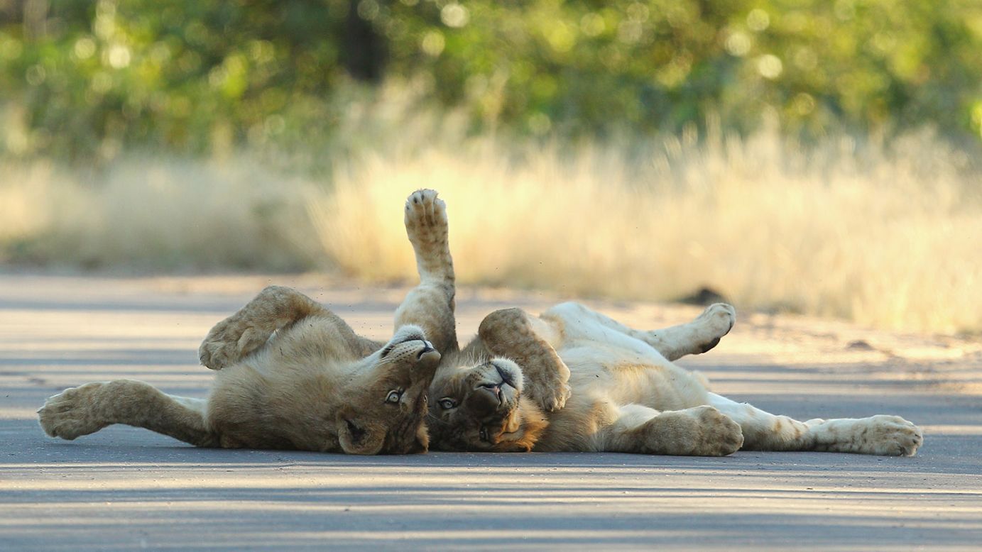 Young male lions relax on a sealed road at the Pafuri game reserve in South African's Kruger National Park.