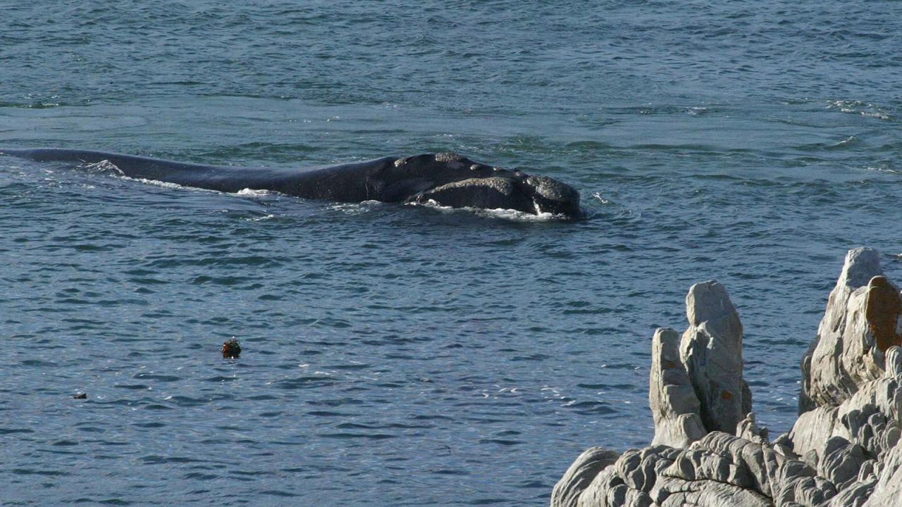<strong>Hermanus, Western Cape:</strong> Between July and November, the waters near Hermanus become the mating and breeding grounds for Southern Right Whales, making it one of the world's best whale watching spots. 
