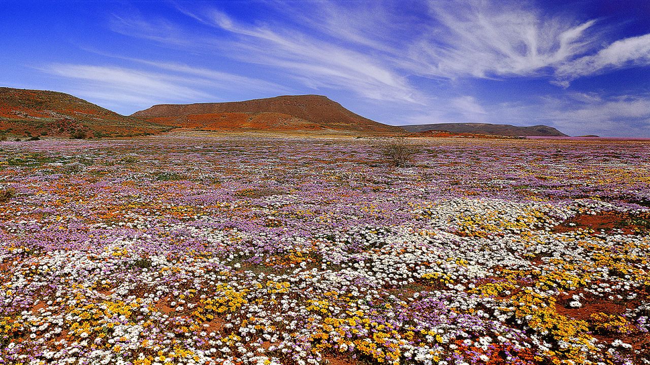 <strong>Namaqualand, Northern Cape:</strong> In September, the desert across Namaqualand is blanketed with endless fields of colorful blossoms.