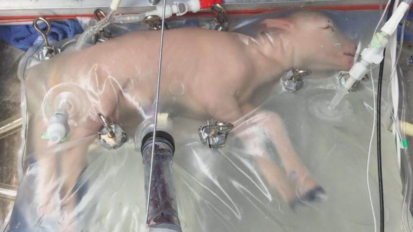 lamb artificial womb study