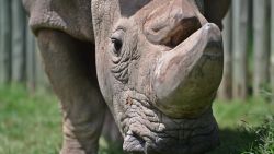 endangered rhino goes on tinder to find a mate holmes pkg_00014527.jpg