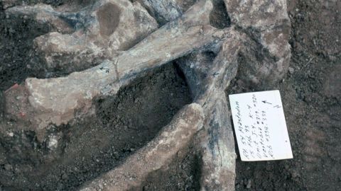 These are some of the Mastodon bones found at the excavation site.