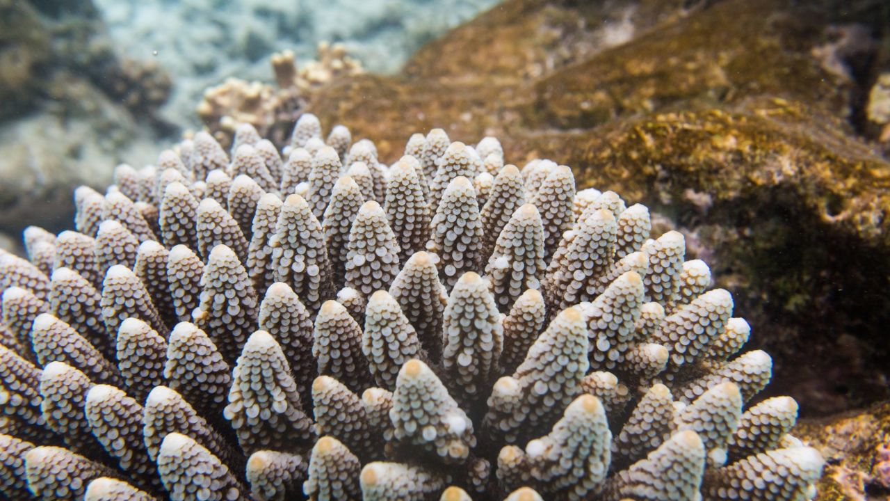 Evidence of bleaching seen on a coral in the Ari Atoll, Maldives.