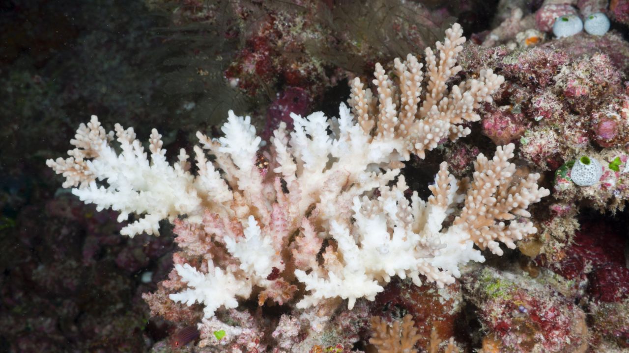 Bleached Branching Coral in South Male Atoll, Maldives.