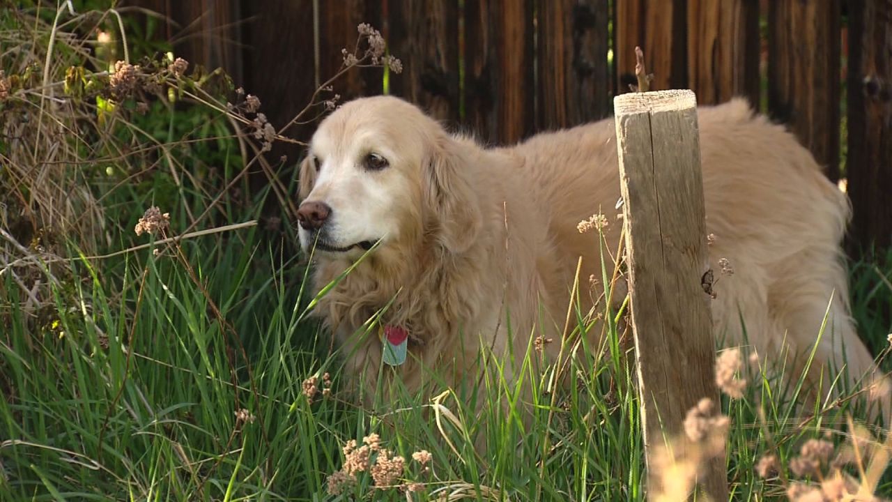 Chance, a 10-year-old golden retriever, rides out her buzz after consuming edible marijuana in Colorado - a potentially dangerous condition for pets