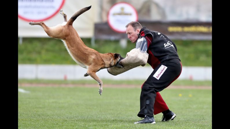A Malinois dog competes at the Belgian Shepherd World Championships, which started in Halle, Germany, on Wednesday, April 26. Belgian shepherds are often employed by police forces worldwide.