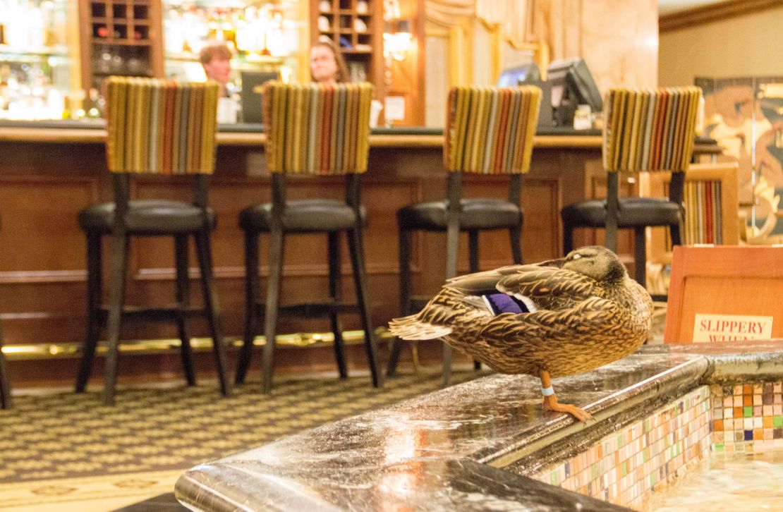 The ducks are the bosses at the Peabody.