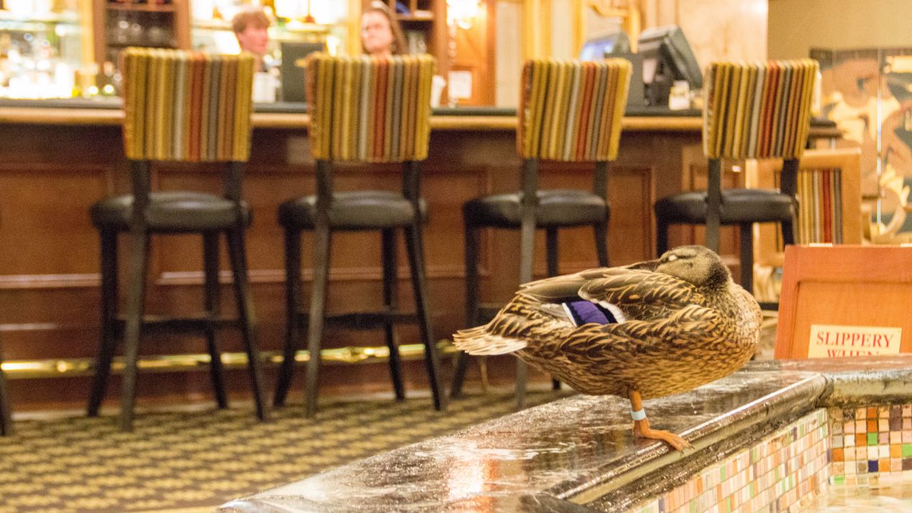 The ducks are the bosses at the Peabody.