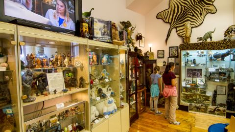 Inside the International Cryptozoology Museum in Maine.