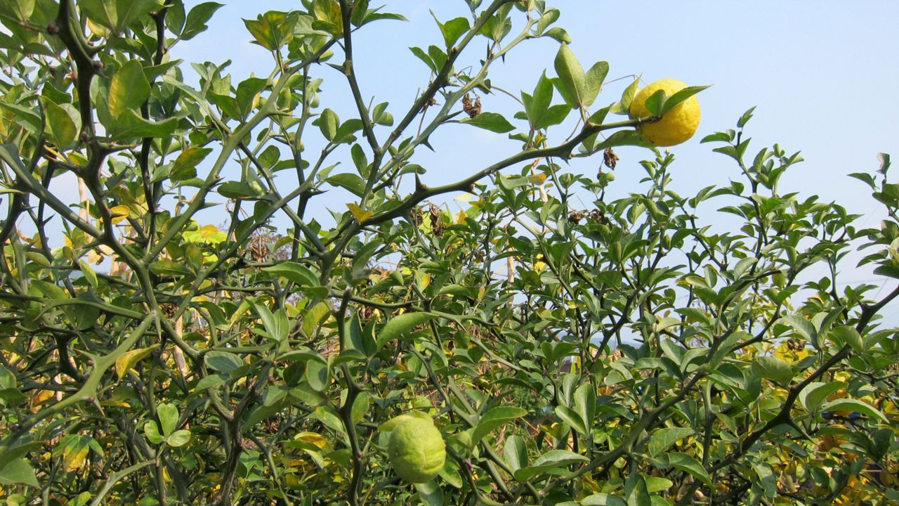 Korean citron tea, also known as yuzu, is made with yuzu fruit and hot water.