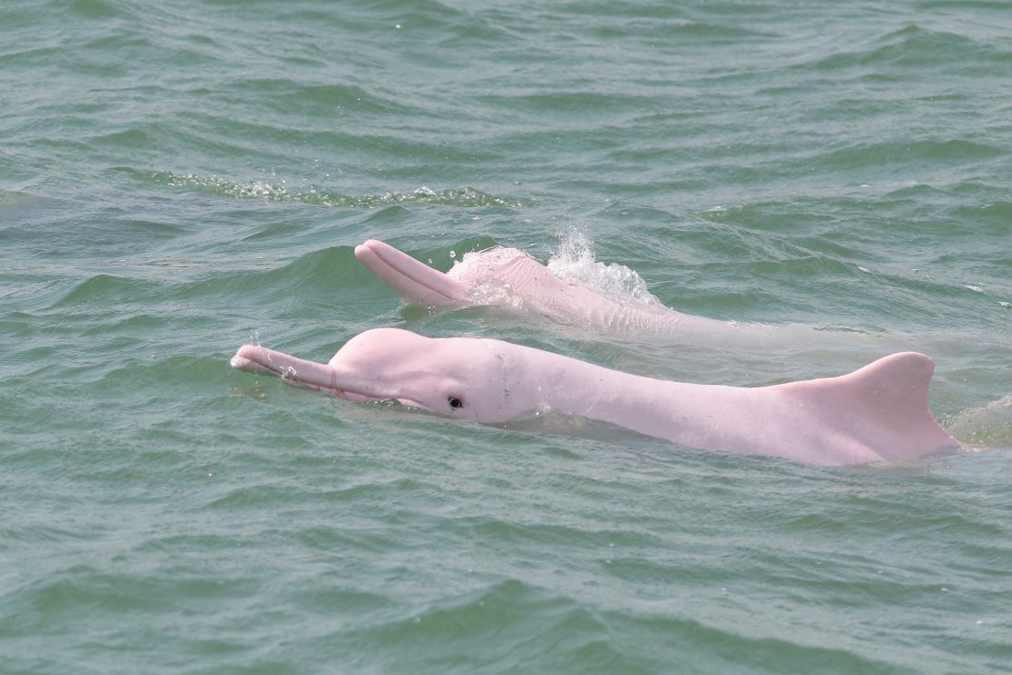 Hong Kong's pink dolphins.