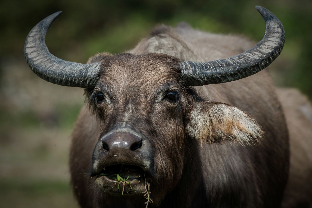 <strong>Not your typical Hong Kong scene: </strong>Water buffaloes roam Lantau's jungle-clad hills and through secluded villages, where they once worked on farms.