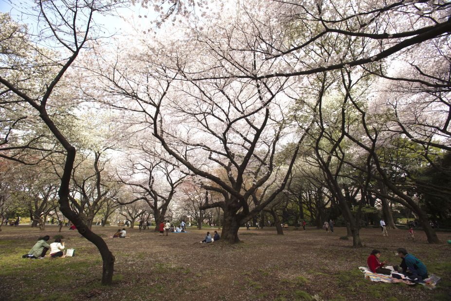 <strong>Brad Bennett: </strong>"You might stumble on a beautiful park like Shinjuku Gyoen (famous for its cherry blossoms) or meet some locals in a bar and have to say goodbye because you have reservations at the Robot Restaurant, which is overpriced," he says.