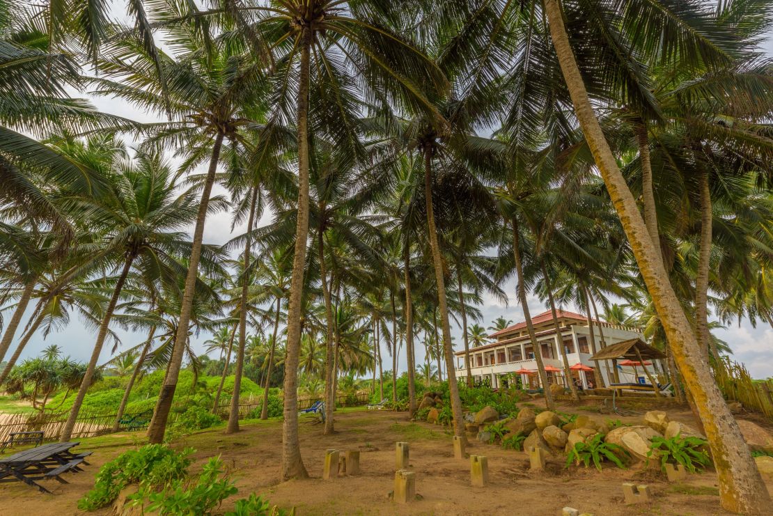 Turtle Bay in a sea of palm trees.
