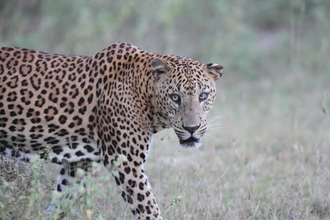 <strong>Leopards:</strong> "If you do the math, you have more leopards per square mile in Yala National Park than you do any place in the world," says Avijja Fonseka, a ranger with <a href="index.php?page=&url=http%3A%2F%2Fleopardtrails.com%2F" target="_blank" target="_blank">Leopard Trails</a>, a tented camp and safari outfit. 