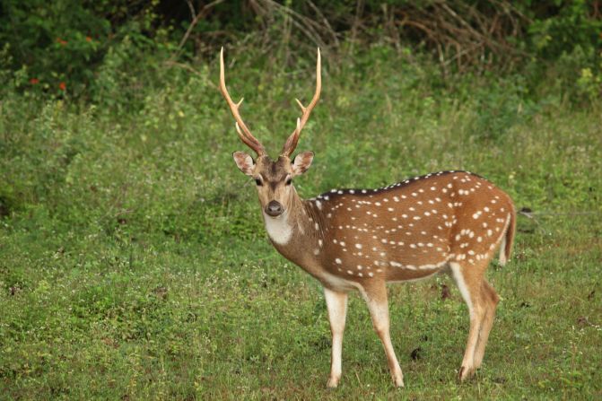 <strong>Wild times:</strong> In the country's southeastern corner, <a  target="_blank" target="_blank">Yala National Park</a> is home to 44 different types of mammals, including leopards, sloth bears, crocodiles, deer, peacocks and elephants -- not to mention 215 species of birds.