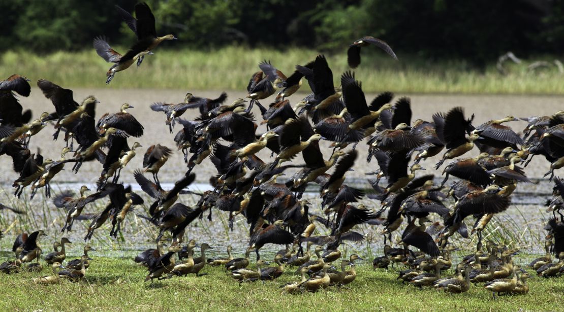 Birds take flight in Yala National Park. 