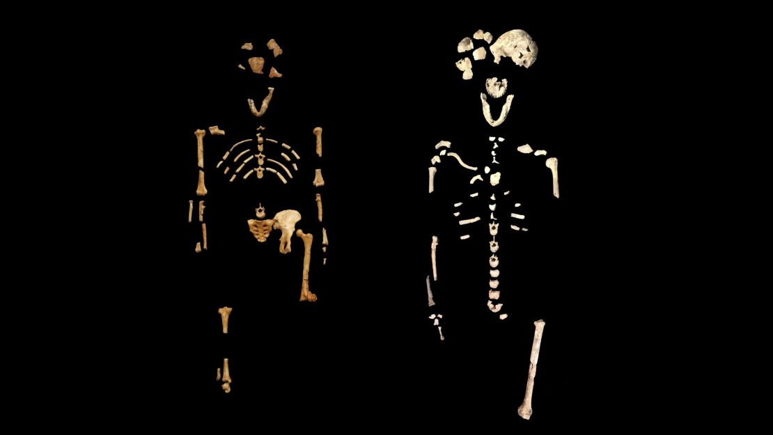 The famous ''Lucy'' skeleton, left, of Australopithecus afarensis, 3.2 million years old and on the right is the ''Neo'' skeleton of Homo naledi, 250,000 years old.