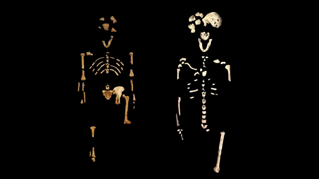 The famous ''Lucy'' skeleton, left, of Australopithecus afarensis, 3.2 million years old and on the right is the ''Neo'' skeleton of Homo naledi, 250,000 years old. 