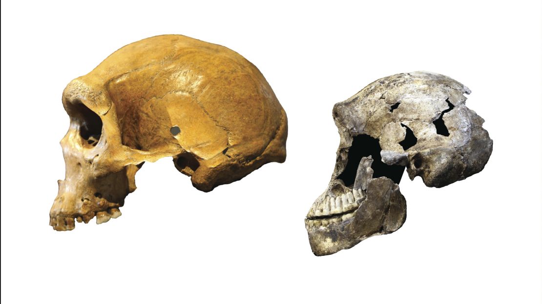 Homo naledi was very different from archaic humans that lived around the same time. Left: Kabwe skull from Zambia, an archaic human. Right: ''Neo'' skull of Homo naledi. 