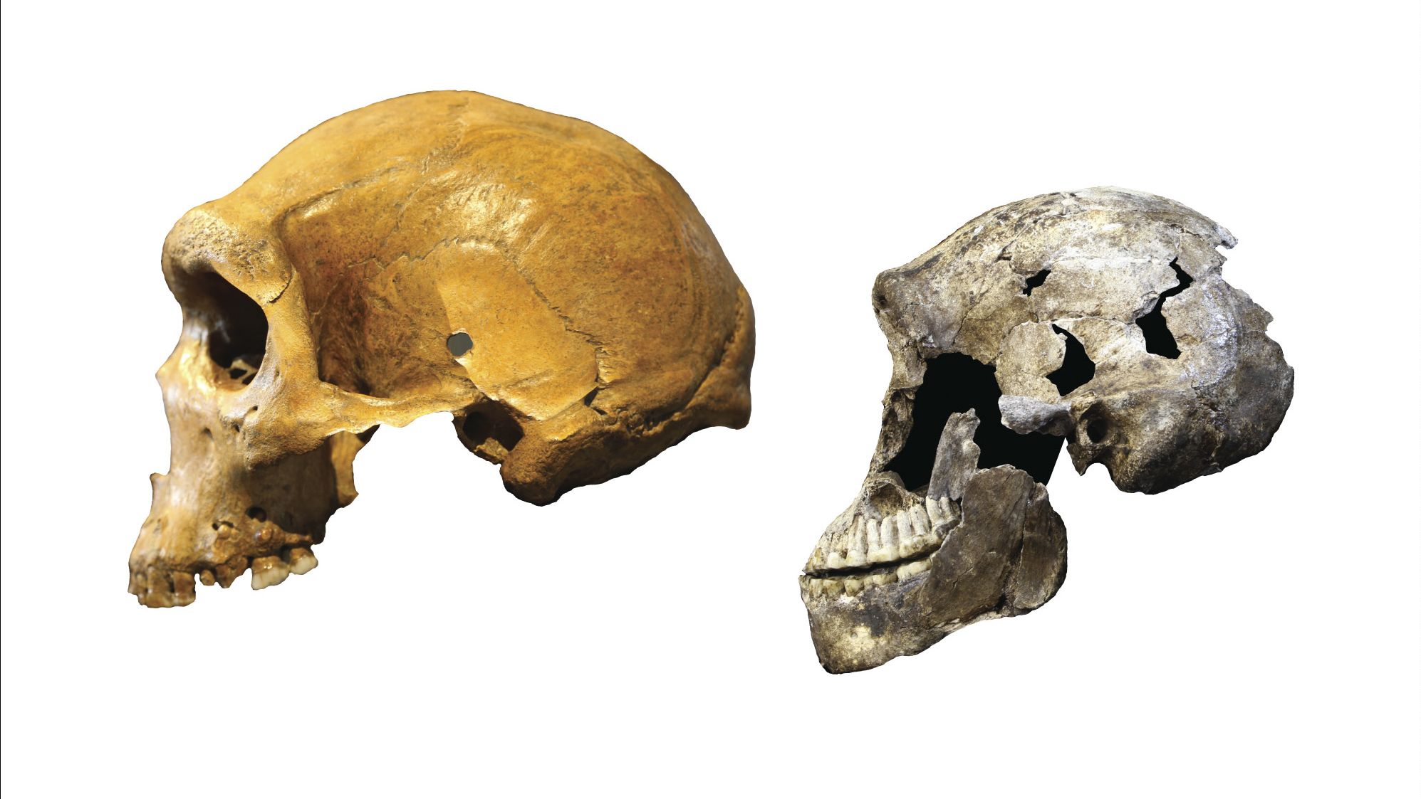 Homo naledi was very different from archaic humans that lived around the same time. Left: Kabwe skull from Zambia, an archaic human. Right: ''Neo'' skull of Homo naledi. 