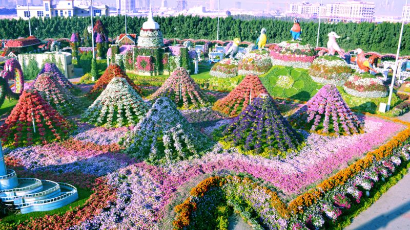 Dubai’s Miracle Garden: World’s Largest Flower Garden