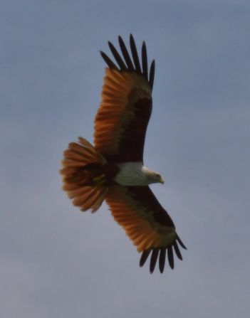 <strong>Soaring high:</strong> Brahminy kite eagles are an icon of Langkawi. 