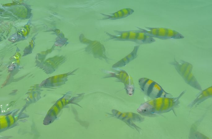 <strong>Clear seas: </strong>Fish frolic in the translucent ocean waters of Langkawi.