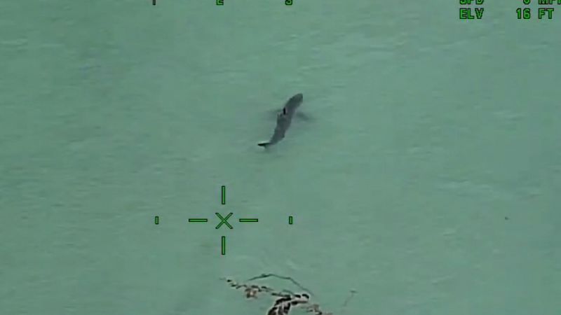 25 great white sharks spotted off Southern California coast | CNN