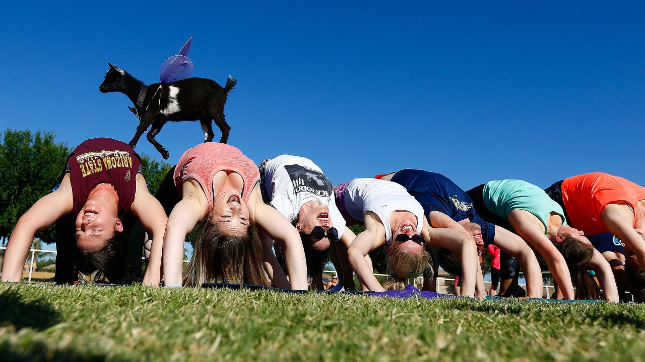Goat yoga participants try to stay in a yoga pose as a young goat walks over them at the Welcome Home Ranch in Arizona.