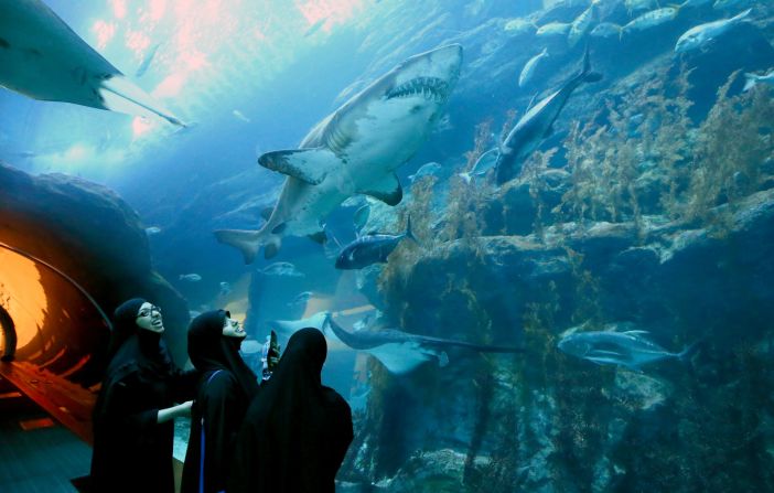 <strong>Shark Diving -- </strong>Visit the Dubai Mall and guests have the option to dive with the Dubai Aquarium and Underwater Zoo's resident sharks. Divers have the option to hop on a "<a href="index.php?page=&url=http%3A%2F%2Fwww.thedubaiaquarium.com%2Fen%2FExplore%2FAquaticExperiences%2FShark-Scooter.aspx" target="_blank" target="_blank">Shark Scooter</a>," so you can spend less time swimming and more time cruising in the deep.