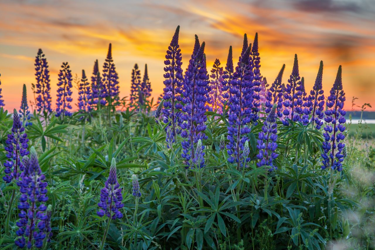 <strong>Lupines: </strong>The lady slipper might be PEI's official provincial flower, but you're more likely to come across wild fields of these beautiful blooms as you travel.  