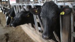 CAMBRIDGE, WI - APRIL 25:  Cows eat before being milked on Hinchley's Dairy Farm on April 25, 2017 near Cambridge, Wisconsin. President Donald Trump today tweeted "Canada has made business for our dairy farmers in Wisconsin and other border states very difficult. We will not stand for this."  (Photo by Scott Olson/Getty Images)