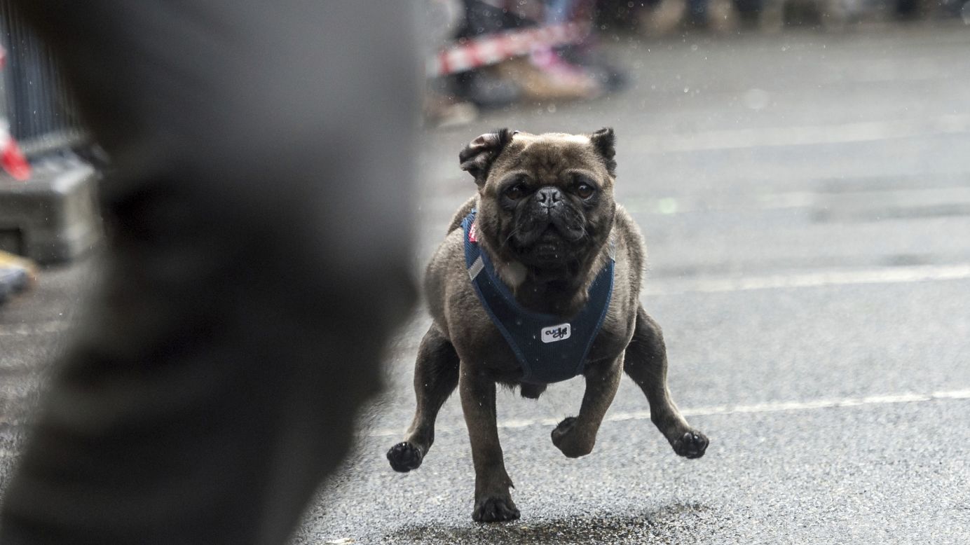 A pug races in Winnenden, Germany, on Sunday, May 7. <a href="https://www.stuttgart-tourist.de/en/a-winnenden" target="_blank" target="_blank">The legend of the Winnenden Pug</a> traces back to the year 1717, when the pug of Duke Alexander became separated from his master during the Battle of Belgrade. He returned 11 days later after a long walk.