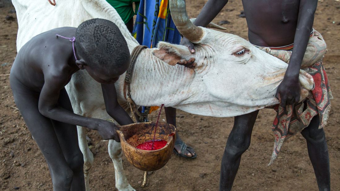 <strong>Bodi tribe: </strong>The consumption of raw blood is also practiced by the Maasai of Kenya and Tanzania, and the Bodi tribe of Ethiopia's Omo Valley (pictured). The blood is tapped from the cow's vein using an arrow. The wound is promptly staunched, resulting in no long-term damage to the animal. 