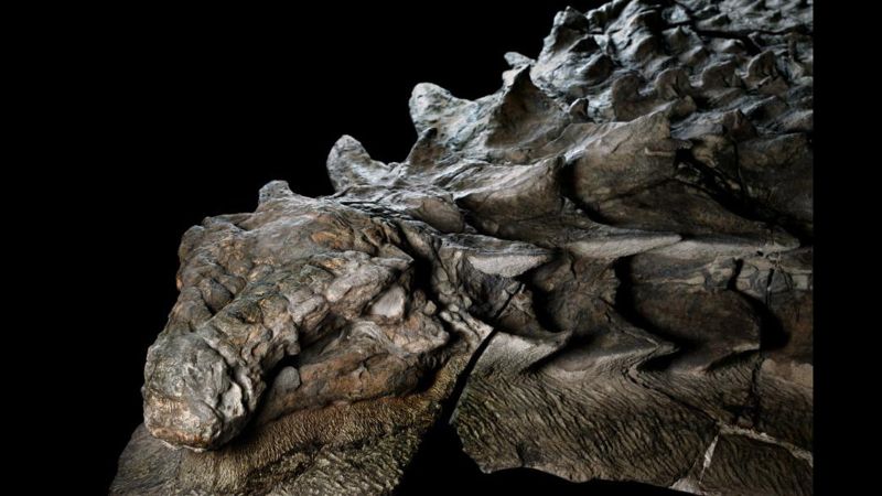 the first dinosaur fossil found